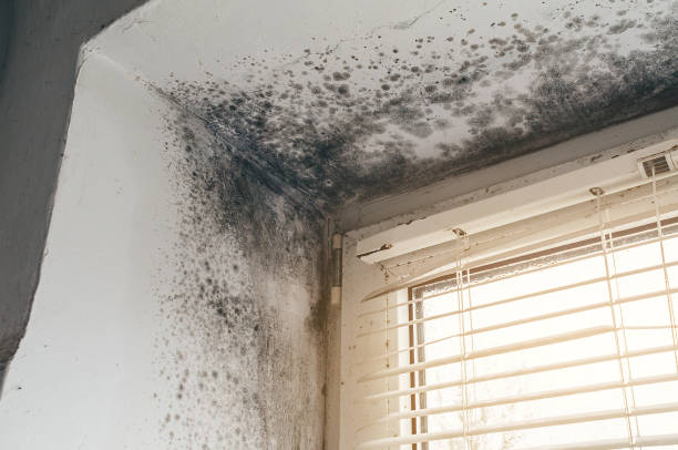 Affordable Black Mold Remediation solutions in Franktown, VA