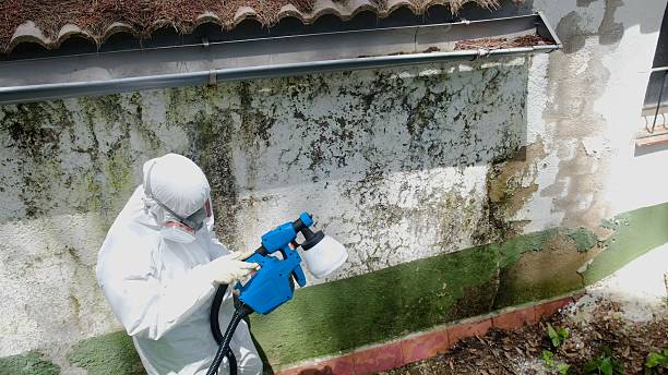 Top rated local Black Mold Remediation specialists in Franktown, VA
